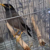 جوجه مرغ مینا اصل چشم ستاره ایی|پرنده|شیراز, پودنک|دیوار