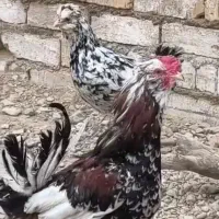 خروس گلین|حیوانات مزرعه|قم, وادی السلام|دیوار