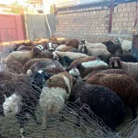 گوشت گوسفند