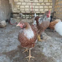 مرغ و خروس ابریشمی و ویاندوت