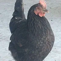 مرغ و خروس محلی اصل