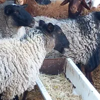 گوسفند رمانف|حیوانات مزرعه|جغتای, |دیوار