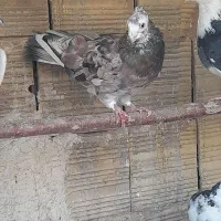 کبوتر گرفتنی رنگی و پلاکی سرور|پرنده|قم, ولیعصر|دیوار