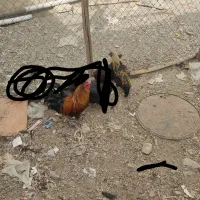 خروس|حیوانات مزرعه|ملایر, |دیوار