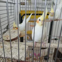 ۴ عدد عروس هلندی لوتینو چشم شرابی ۲ ماهه