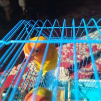 4عدد طوطی برزیلی