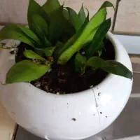 قلمه سینگونیوم وبرگ انجیری وگلدونها|گل و گیاه طبیعی|مشهد, چهارچشمه|دیوار