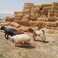 گوسفند قوچ میش بره بز|حیوانات مزرعه|شاهین‌شهر, گرگاب|دیوار