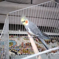 عروس هلندی|پرنده|بومهن, |دیوار