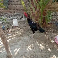 مرغ اصیل  و بوقلمون