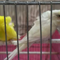 یک جفت مرغ عشق پروانه ای کمیاب نر مست