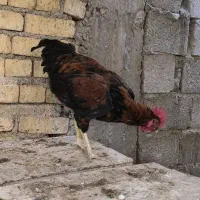 خروس جوان