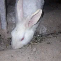 پنج عدد خرگوش خوشکل بفروش میرسد