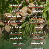 ـ پربارترین رقم بادام|خدمات باغبانی و درختکاری|سبزوار, هویزه|دیوار