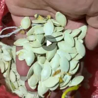 تخم کدو|خوردنی و آشامیدنی|دهگلان, |دیوار