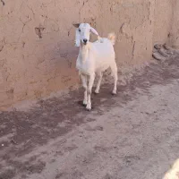 فروش بز پاکستانی جوان و شیرا