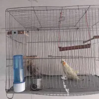 عروس هلندی جفت با قفس