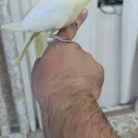 عروس هلندی لوتینو با قفس|پرنده|هندیجان, |دیوار