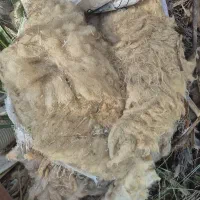 پشم گوسفند فروشی. شادگان