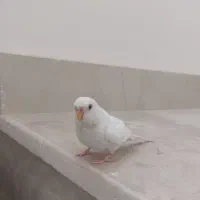 مرغ عشق
