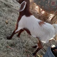 یک گیسه ودوتا چپش نری ویک کهره نر چاق چاق