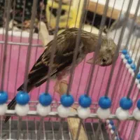 جوجه سهره قناری
