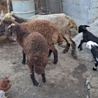 نر بره پرواری