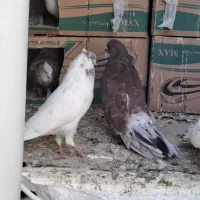 سرور|پرنده|ابهر, |دیوار