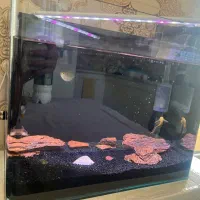 یک آکواریوم مدرن شیشه خم|ماهی|اسلامشهر, شهرک سعیدیه|دیوار