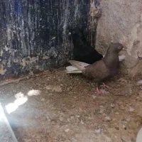 سلام نرو ماده|پرنده|خرامه, |دیوار