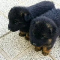 توله سگ ژرمن بلک فیس|سگ|کرمان, |دیوار