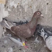کفتر بوم