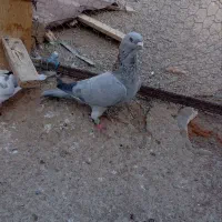 سه تا کبوتر پرشی|پرنده|اسفراین, |دیوار