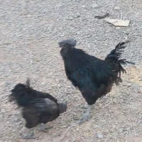 خروس ومرغ ایام سمانی