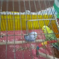 مرغ عشق|پرنده|ایذه, |دیوار