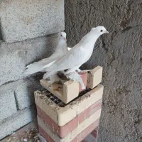 کفتر|پرنده|خمیر, |دیوار