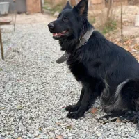 سگ ژرمن بلک|سگ|آفتاب, |دیوار