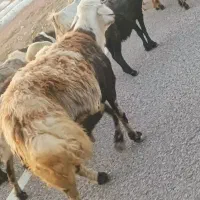 پشم گوسفند 350کیلو