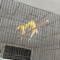 تعدادی جیبوس اورجینال و معرکه