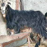 ۲بز،ترکی آبستن در وحدتیه|حیوانات مزرعه|وحدتیه, |دیوار