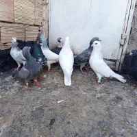 کبوتر قلدر و هوایی|پرنده|مشهد, مشکینی (شهرک غرب)|دیوار