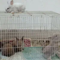 خرگوش لوپ 5 عدد  دونه ای 500