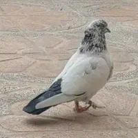 یه جفت آنتیک