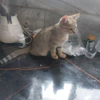 واگذاری بچه گربه سه ماهه|گربه|زنجان, |دیوار