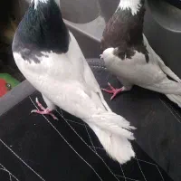 کفتر طوقی|پرنده|شیراز, گویم|دیوار