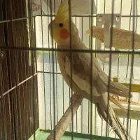 عروس هلندی