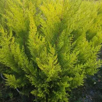 فروش لاوسون ( کاج طلایی)