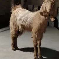 کهره