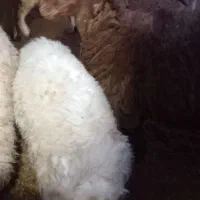 فروش بره نر چااق|حیوانات مزرعه|کاشان, مزرعه نو|دیوار