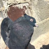 کبوتر زاغ چشم نک سفید